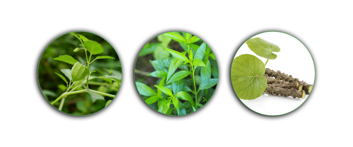 Bahan-bahan herbal alami dalam DIACLOSE